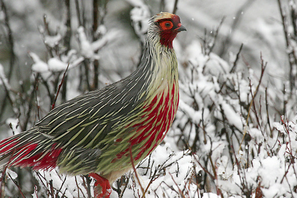 a pheasant